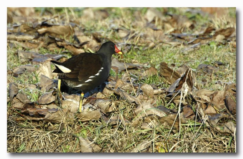 Gallinella d''acqua - Gallinula chloropus